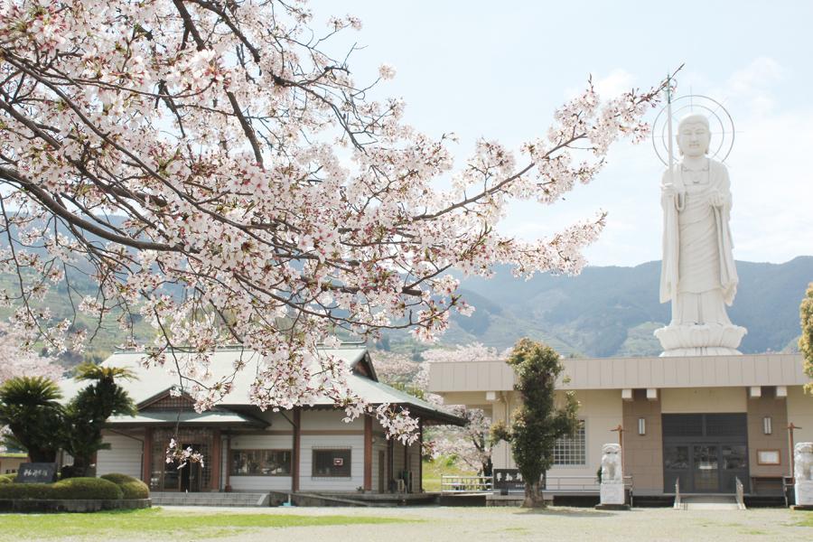 桜・平和公園の写真