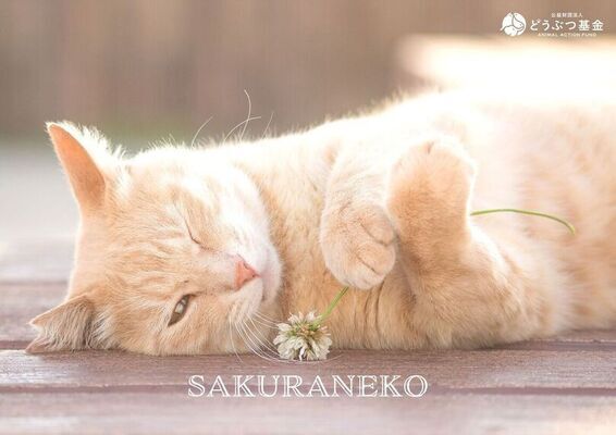 さくらねこ