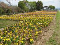 紀の川万葉の里公園