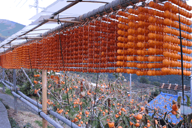 串柿の写真
