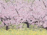 桜の写真